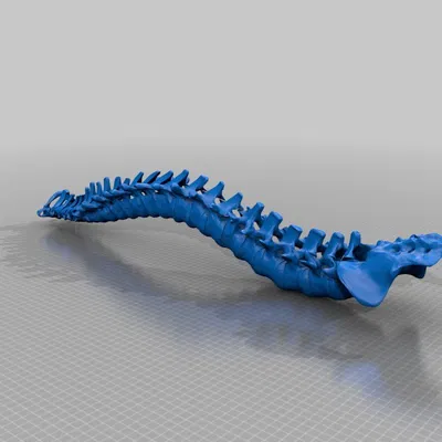 Cột Sống Người Có Đế Trưng Bày