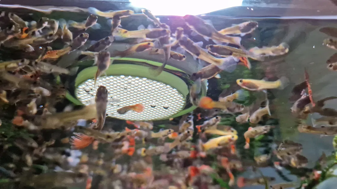 Máng ăn nổi cho giun Tubifex - Image 3