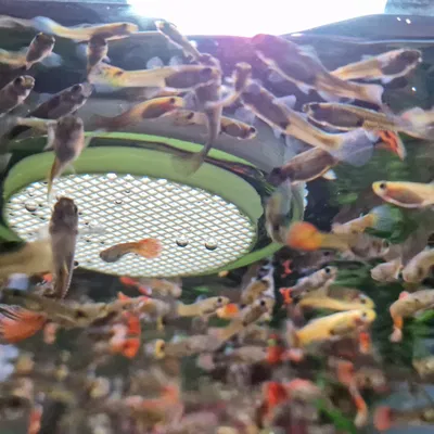 Máng ăn nổi cho giun Tubifex