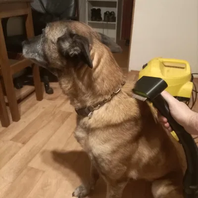 Lược Chải Lông Chó Có Gắn Máy Hút Bụi