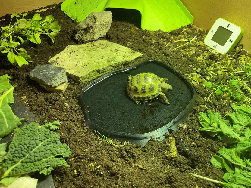 Khay nước cho Bò sát - Image 1