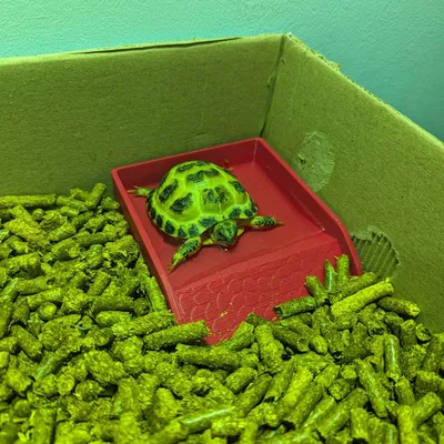 Chậu tắm rùa (cỡ nhỏ)