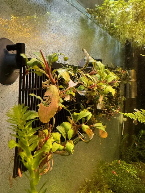 Trạm Nhân Giống Cây Biểu Sinh - Image 1