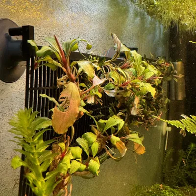 Trạm Nhân Giống Cây Biểu Sinh