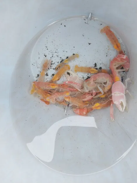 Máy Bơm Tôm - Image 6