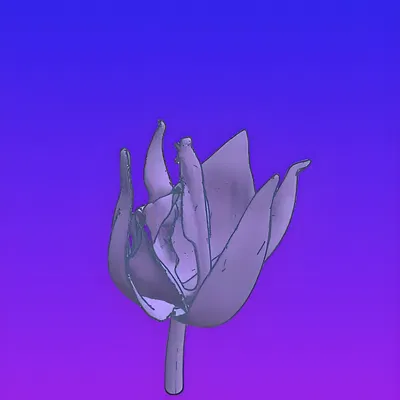 Hoa Hồng Cho Bể Cá Cảnh!