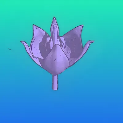 Hoa Hồng Cho Bể Cá Cảnh!