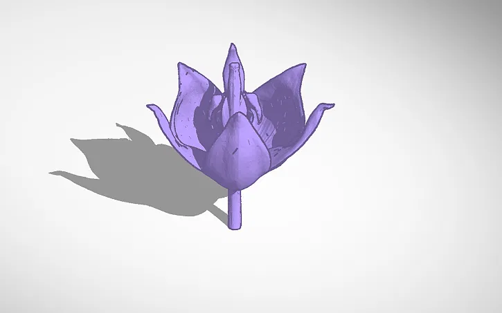 Hoa Hồng Cho Bể Cá Cảnh! - Image 3