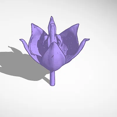 Hoa Hồng Cho Bể Cá Cảnh!