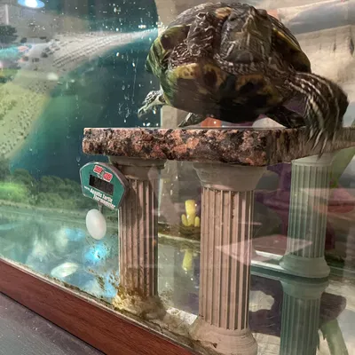 Căn Hộ Bể Rùa - Nơi Nghỉ Ngơi An Toàn Cho Rùa