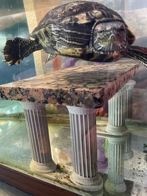 Căn Hộ Bể Rùa - Nơi Nghỉ Ngơi An Toàn Cho Rùa - Image 4