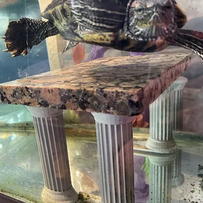 Căn Hộ Bể Rùa - Nơi Nghỉ Ngơi An Toàn Cho Rùa