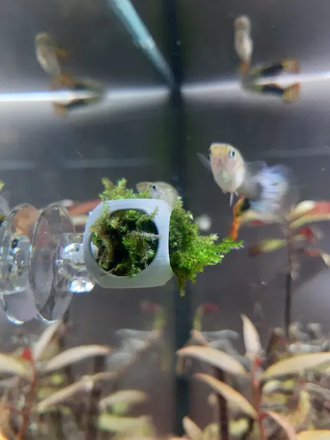 Giá treo tường cho rêu/cây thủy sinh 1g (+ nhiều đế giữ) - Image 1