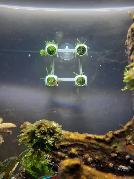 Giá treo tường cho rêu/cây thủy sinh 1g (+ nhiều đế giữ) - Image 2