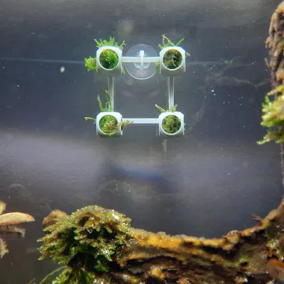 Giá treo tường cho rêu/cây thủy sinh 1g (+ nhiều đế giữ)