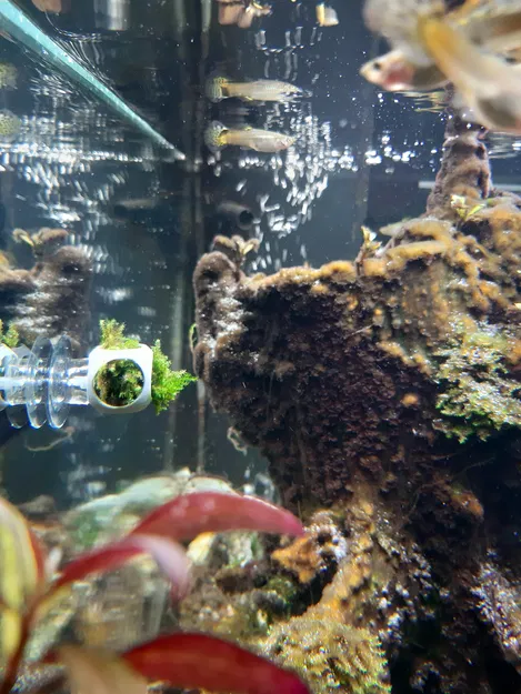 Giá treo tường cho rêu/cây thủy sinh 1g (+ nhiều đế giữ) - Image 5