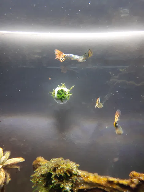 Giá treo tường cho rêu/cây thủy sinh 1g (+ nhiều đế giữ) - Image 6