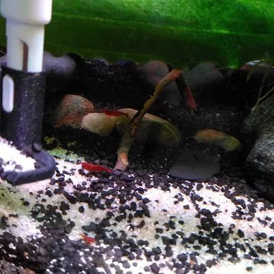 Cào bể cá cho dụng cụ vệ sinh Marina DeLuxe