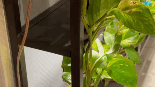 Kẹp Giá Đỡ Cây Leo Cho Kệ IKEA ENHET