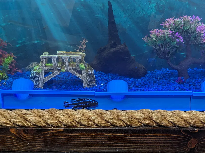 Hang cá nhìn xuyên thấu - Image 2