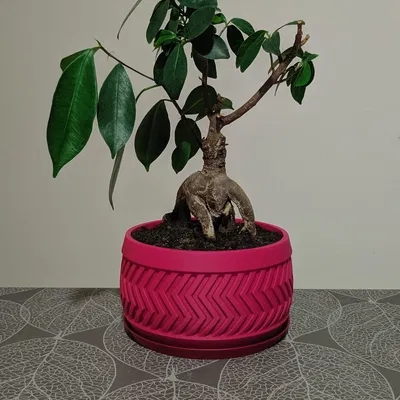 Chậu cây hiện đại có đĩa lót