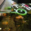 Bộ cho cá ăn tự động cho bể cá - Thumbnail 6