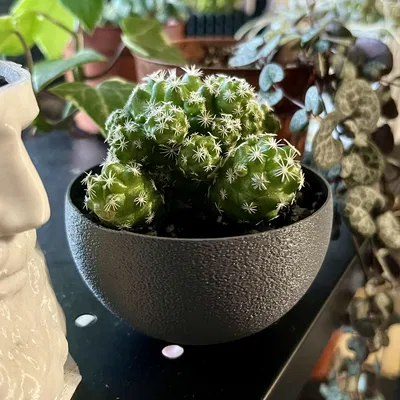 Chậu Tròn Đơn Giản