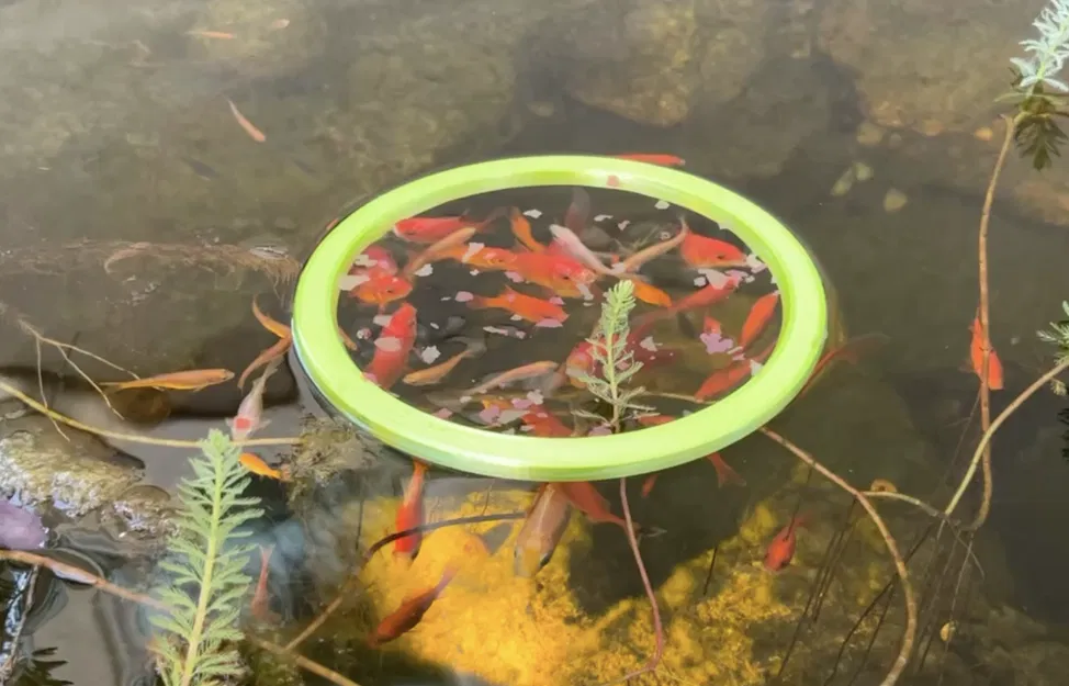 Vòng cho cá ăn - Image 2