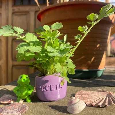 Chậu Cây Thủy Sinh Cho Hồ Cá