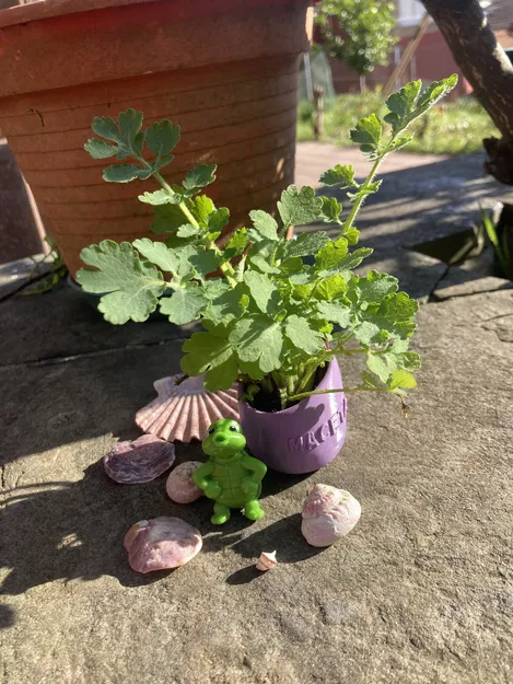 Chậu Cây Thủy Sinh Cho Hồ Cá - Image 2