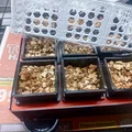 Nhà Kính Mini Tự Tưới Nước - Thumbnail 1