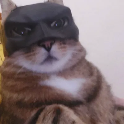 Mặt nạ mèo Batman 'Bat-cat'