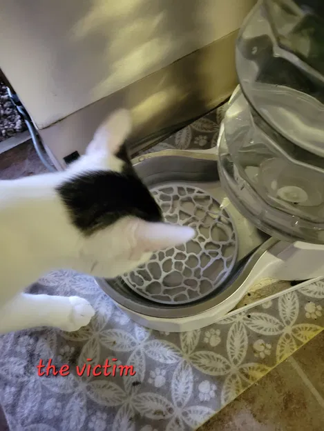 Cái Rây Chống Mèo Vô Nước Uống - Image 3