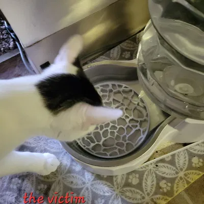 Cái Rây Chống Mèo Vô Nước Uống