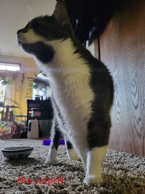 Cái Rây Chống Mèo Vô Nước Uống - Image 4