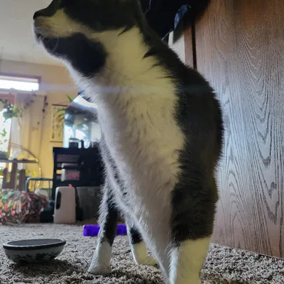 Cái Rây Chống Mèo Vô Nước Uống