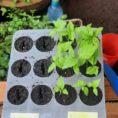 Khay Gieo Hạt "seed plate"