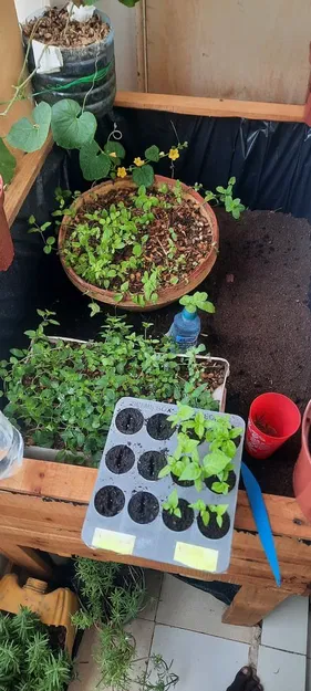 Khay Gieo Hạt "seed plate" - Image 7