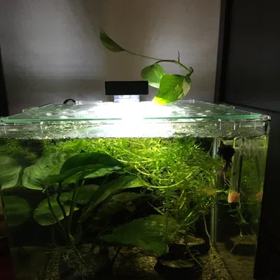 Chao đèn cho hệ thống đèn LED Chihiros Series C