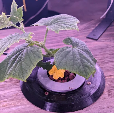 Chèn Tháp Thủy Canh Cho Một Cây