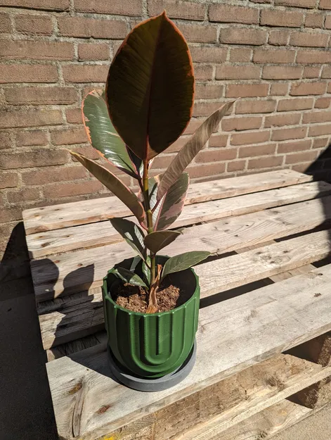 Chậu Cây Thanh Lịch - Image 1