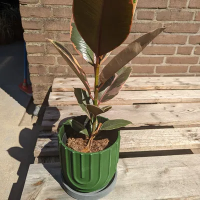 Chậu Cây Thanh Lịch