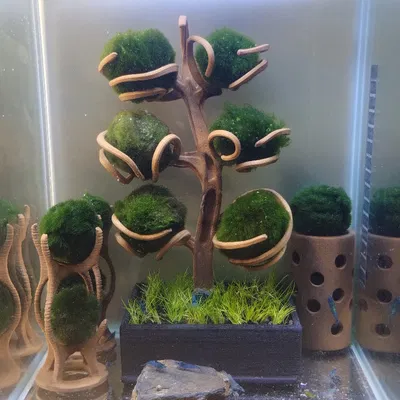 CÂY MARIMO cho bóng rêu (cây tôm tép) + đế cắm Marimo