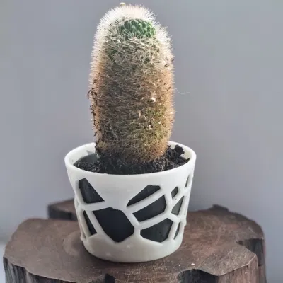 CHẬU TRỒNG XƯƠNG RỒNG & HOA NHỎ KIỂU VORONOI