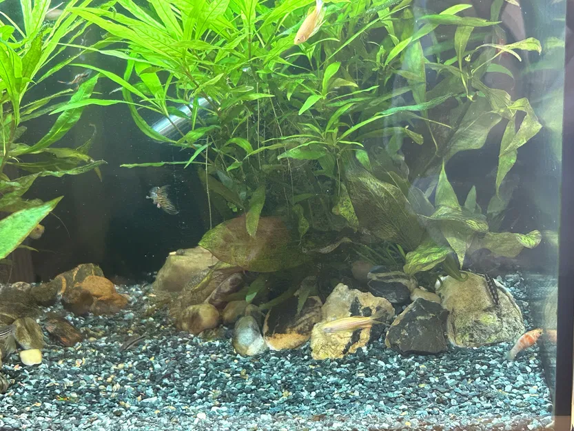 Chậu Cây Thủy Sinh x5 Chậu Tiêu Chuẩn - Image 4