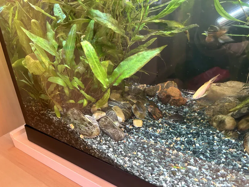 Chậu Cây Thủy Sinh x5 Chậu Tiêu Chuẩn - Image 5