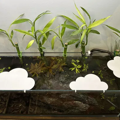 Bóng Mây Vui Vẻ Cho Hồ Cá