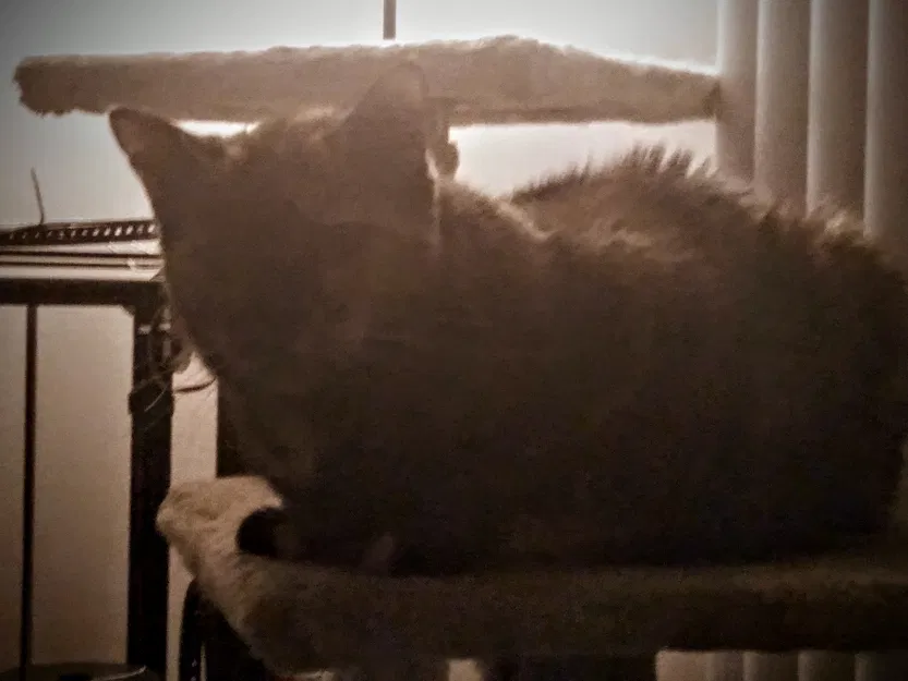 Pát Góc Chân Cây Mèo - Image 2