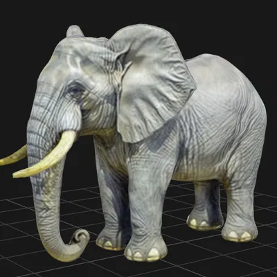 Tượng Voi Châu Phi Đực