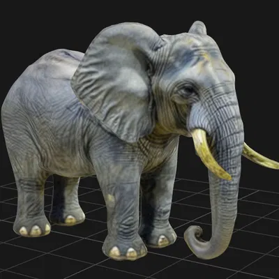 Tượng Voi Châu Phi Đực